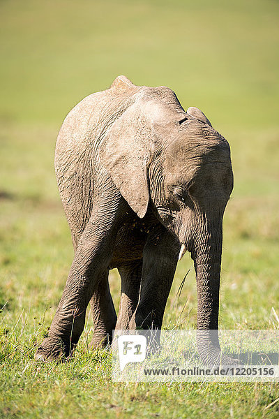 Junger Elefant  Masai Mara  Kenia  Ostafrika  Afrika