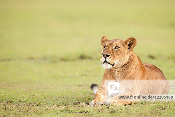 Löwin  Masai Mara  Kenia  Ostafrika  Afrika