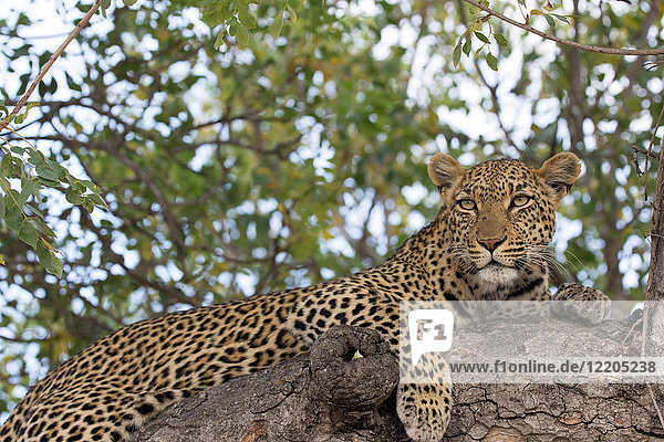 Leopard (Panthera pardus) auf einem Ast eines Baumes  Krüger-Nationalpark  Südafrika  Afrika