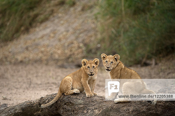 Lion cubs (Panthera leo) Serengeti National Park Tanzania East Africa Africa