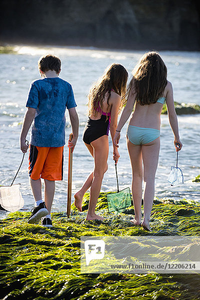 Caucasian boy and girls exploring tide pools with nets