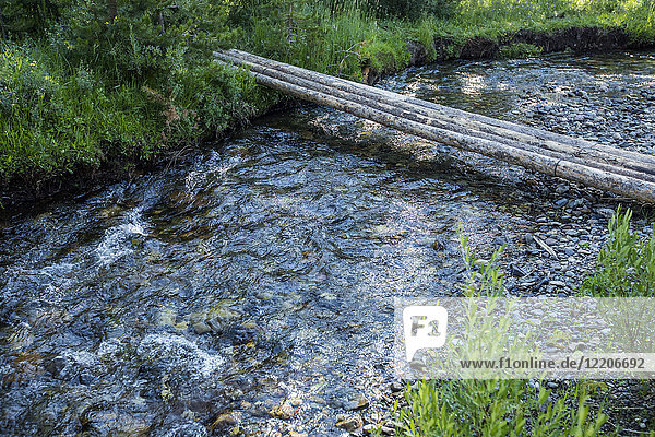 Logs forming bridge crossing river