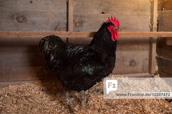 Porträt von Huhn im Hühnerstall