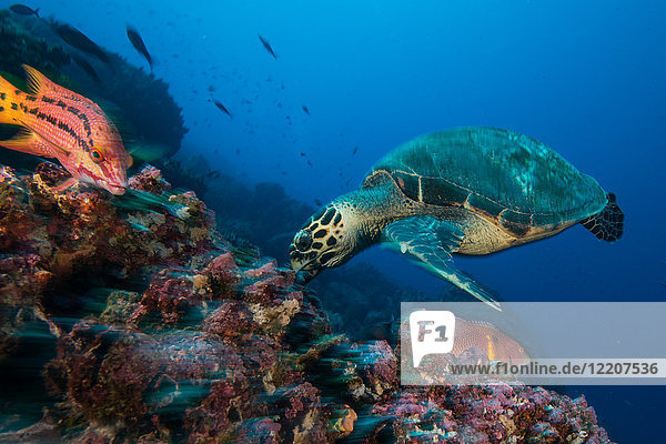 Turtle and sheepshead fish feeding by coral  Seymour  Galapagos  Ecuador  South America