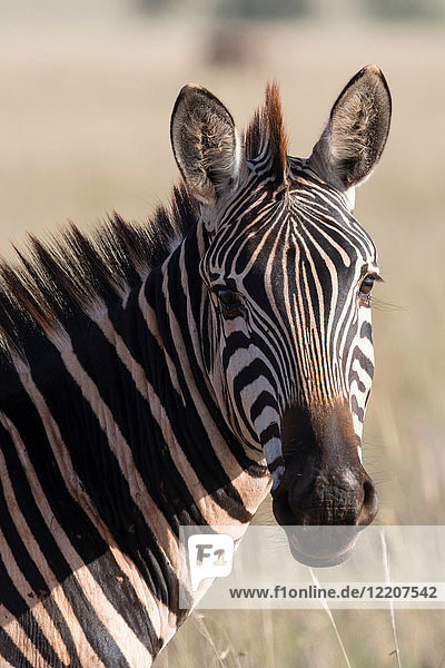 Porträt eines Zebras (Equus quagga) Tsavo  Kenia  Afrika