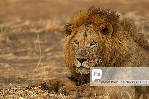 Porträt eines Löwen (Panthera leo)  Nahaufnahme  Tarangire-Nationalpark  Tansania  Afrika