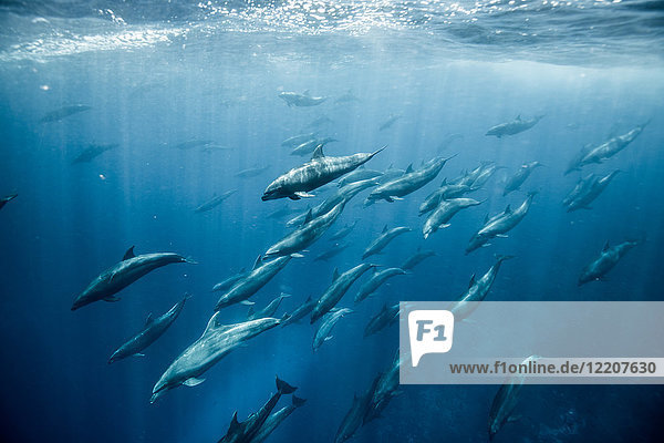 Large group of bottlenose dolphins  Seymour  Galapagos  Ecuador  South America