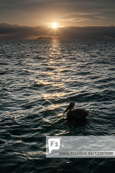 Vogel rastet bei Sonnenuntergang auf dem Meer  Seymour  Galapagos  Ecuador  Südamerika