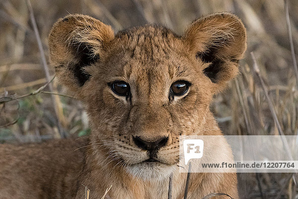 Löwenjunges (Panthera leo)  Tsavo  Kenia  Afrika