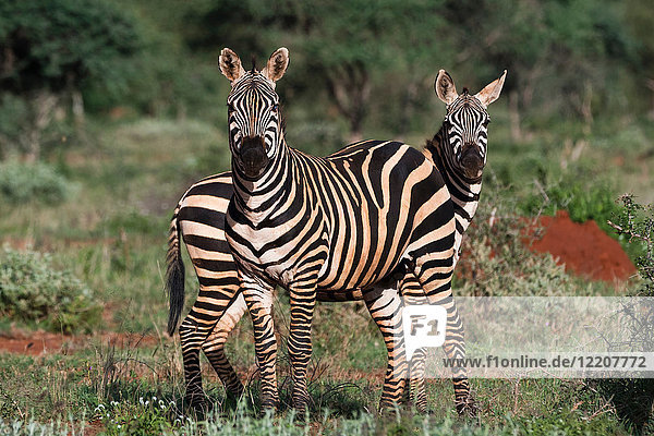 Porträt von zwei gemeinen Zebras (Equus quagga) in grüner Savanne  Tsavo  Kenia
