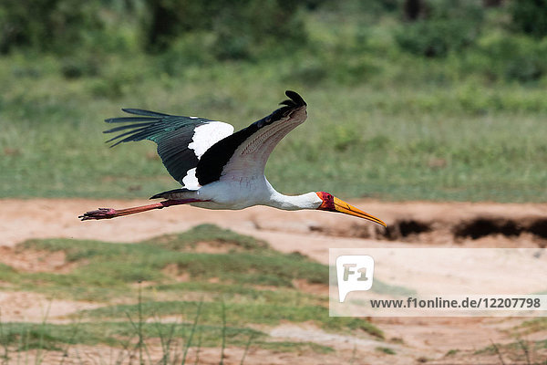 Gelbschnabelstorch (Mycteria ibis) im Flug  Tsavo  Kenia