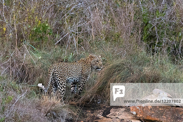 Leopard (Panthera pardus)  on a kopje  Laualenyi game reserve  Tsavo  Kenya  Africa