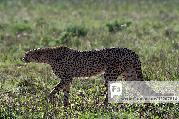 Cheetah (Acinonyx jubatus) walking in the savannah  Tsavo  Kenya
