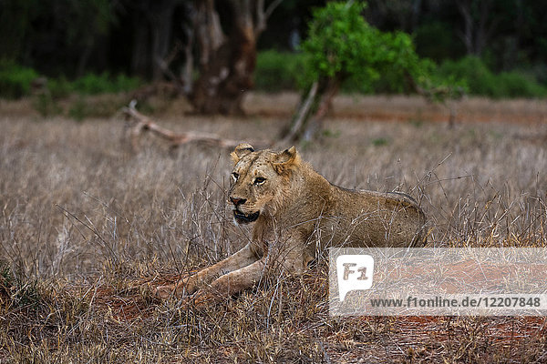 Löwe (Panthera leo)  Tsavo  Kenia  Afrika