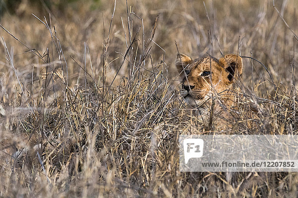 Löwenjunges (Panthera leo)  im langen Gras  Tsavo  Kenia  Afrika