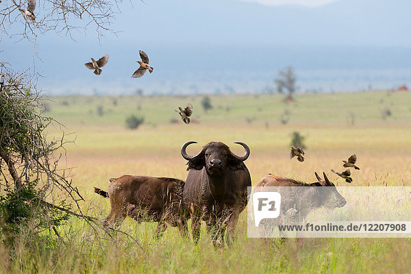 Afrikanische Büffel (Syncerus caffer) im Flachland  Tsavo  Kenia