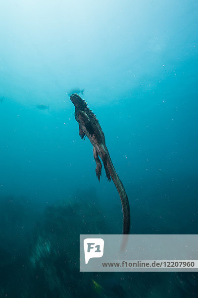 Unterwasseransicht eines Meeresleguans  Seymour  Galapagos  Ecuador  Südamerika