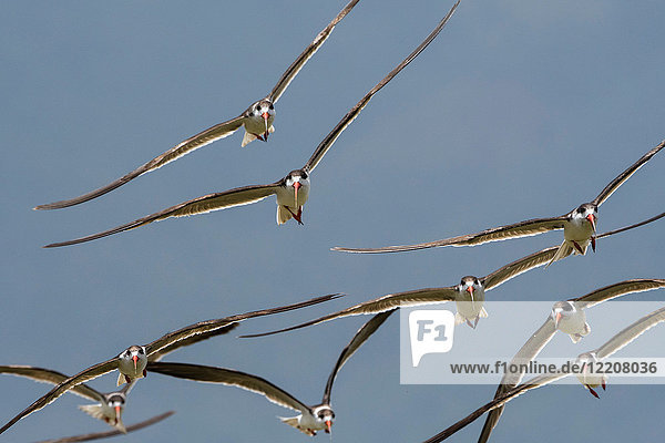 Afrikanische Abschäumer (Rynchops flavirostris)  im Flug  Lake Gipe  Tsavo  Kenia  Afrika
