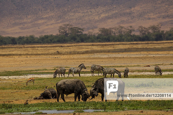 Büffel  Syncerus-Kaffer  Ngorogoro-Krater  Tansania