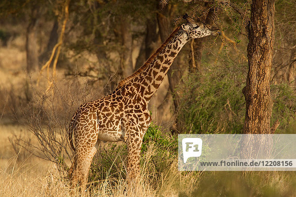 Giraffe  Giraffa camelopardalis  Tarangire National Park  Tanzania