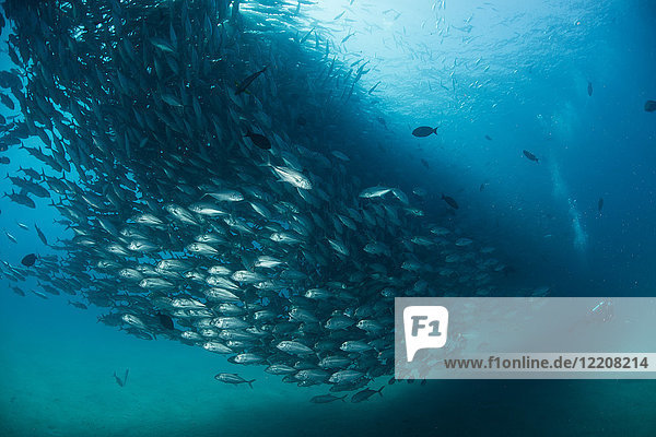 Diver swimming with school of jack fish  underwater view  Cabo San Lucas  Baja California Sur  Mexico  North America