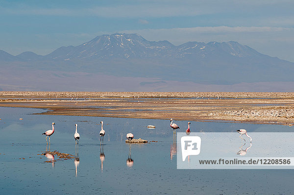 Chilenische Flamingos  (Phoenicopterus chilensis)  Laguna Chaxa  Salar de Atacama  Atacama-Wüste  Chile