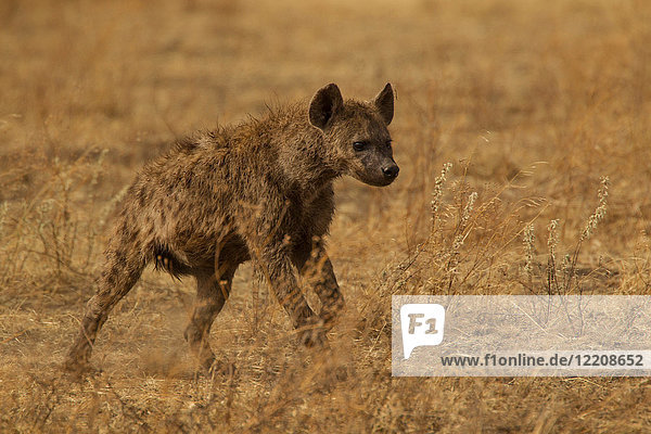 Gefleckte Hyäne  Crocuta crocuta  Ngorogoro-Krater  Tansania