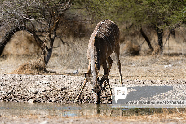 Greater kudu (Tragelaphus strepsiceros) drinking at watering hole  Kalahari  Botswana