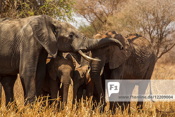 Elephant  Loxodonta africana  Tarangire National Park  Tanzania