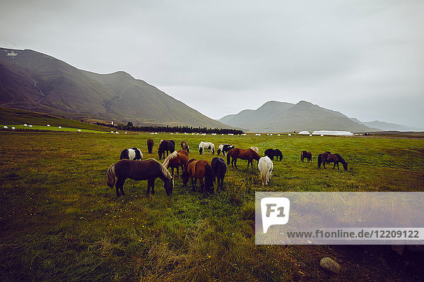 Pferde auf der Weide  Akureyri  Eyjafjardarsysla  Island