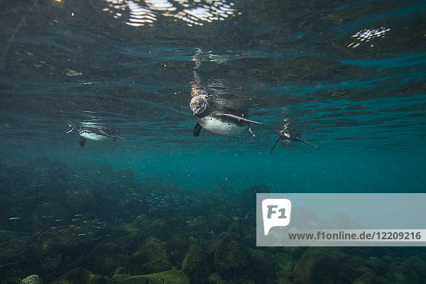 Galapagos Penguins hunting sardines  Seymour  Galapagos  Ecuador