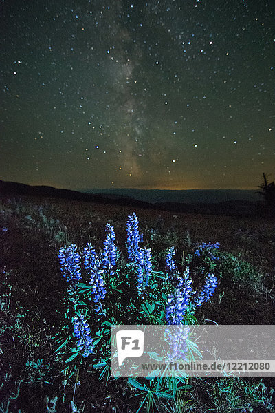 Lupinen (Lupinus polyphyllus) wachsen im Vordergrund  Milchstrasse am Nachthimmel sichtbar  Nickel Plate Provincial Park  Penticton  British Columbia  Kanada