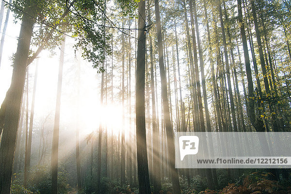 Sonnenlicht durch Bäume im Wald  Bainbridge  Washington  Vereinigte Staaten