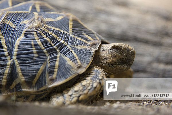 Indian star tortoise (Geochelone elegans)