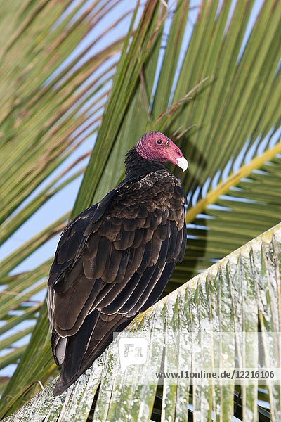 Turkey Vulture resting on Palm Tree  Cathartes aura  Cabo Pulmo  Baja California Sur  Mexico.