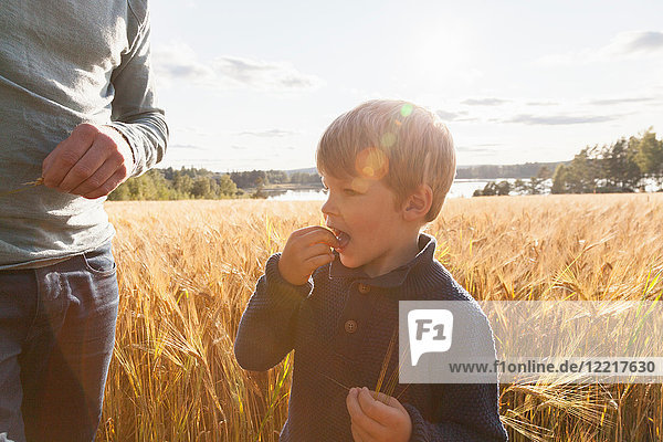 Vater und Sohn im Weizenfeld bei der Verkostung von Weizen  Lohja  Finnland
