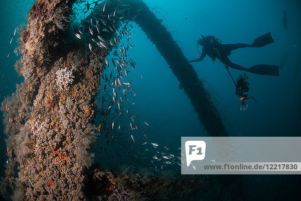School of fish and scuba diver exploring sunken ship  Cancun  Mexico