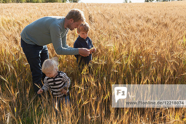 Vater und Söhne im Weizenfeld bei der Untersuchung von Weizen  Lohja  Finnland