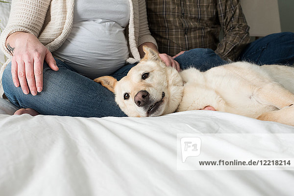 Pregnant woman sitting with partner on bed  dog lying on bed beside them  low section