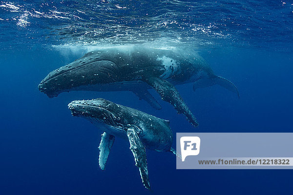 Humpback whale (Megaptera novaeangliae) and calf in the waters of Tonga