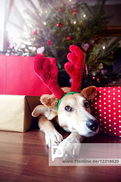Hund mit Weihnachts-Rentiergeweih