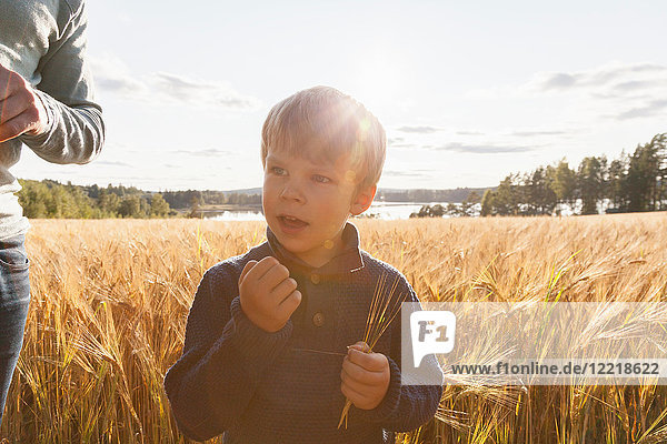 Junge im Weizenfeld untersucht Weizen  Lohja  Finnland