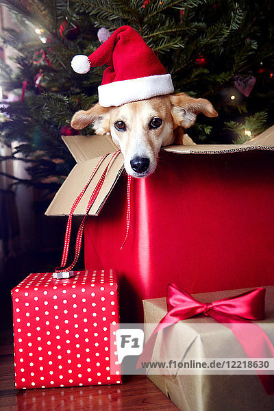 Hund in Box  mit Weihnachtsmannmütze