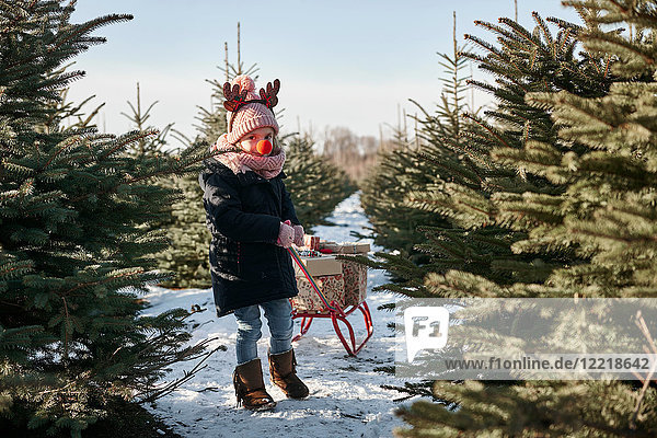 Mädchen im Weihnachtsbaumwald beim Geschenke ziehen auf Schlitten  Porträt