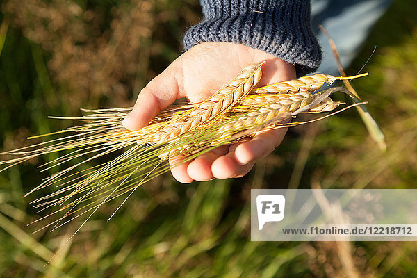 Junge hält Weizen in der Handfläche  Lohja  Finnland