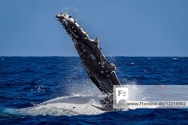 Humpback whale (Megaptera novaeangliae) in the waters of Tonga