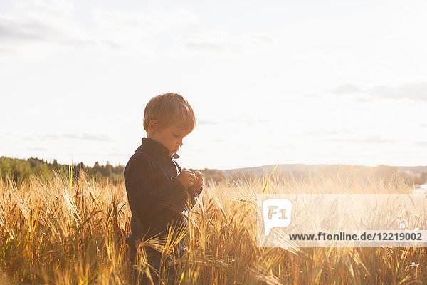 Junge im Weizenfeld untersucht Weizen  Lohja  Finnland