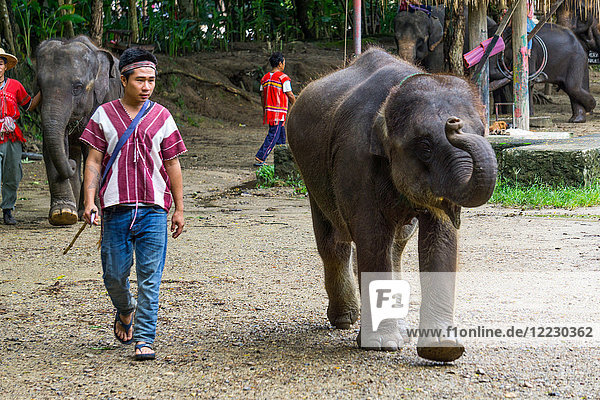 Asia  Thailand  Mae Rim  Maetaman Elephant Camp