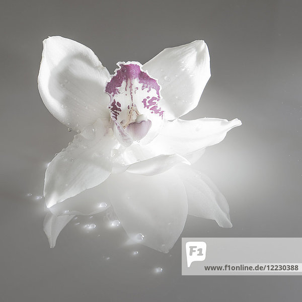 Künstlerische Blume  Orchidee