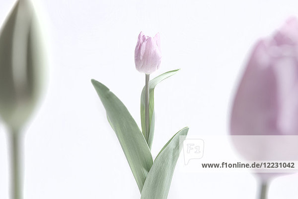 Künstlerische Blume  Tulpe